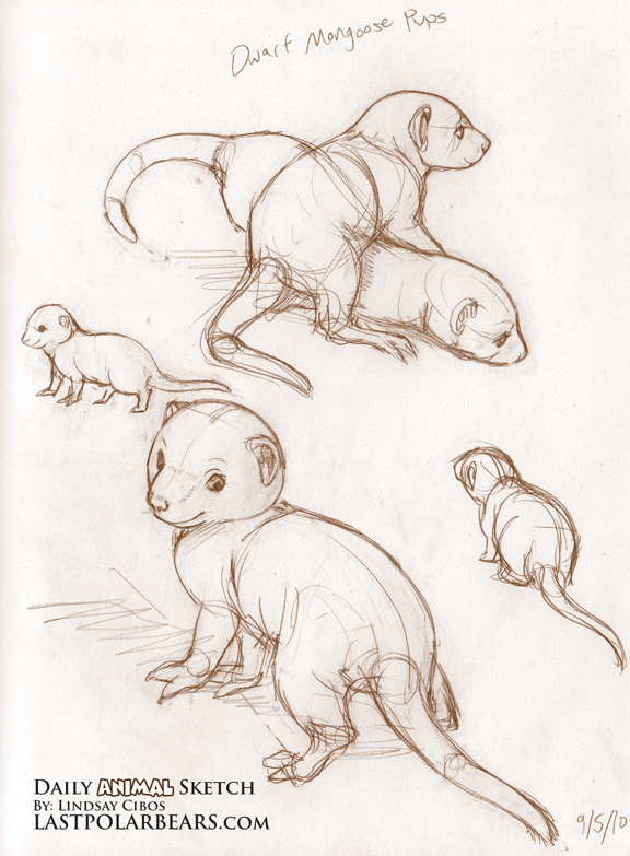 Mongoose Drawing at GetDrawings | Free download