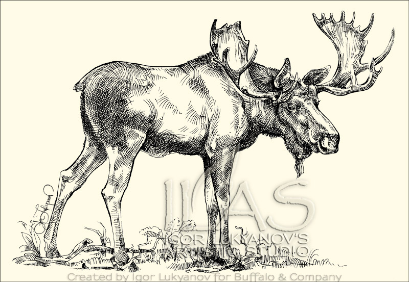 Moose Head Drawing at GetDrawings | Free download