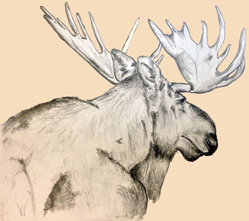 Moose Pencil Drawing At GetDrawings | Free Download