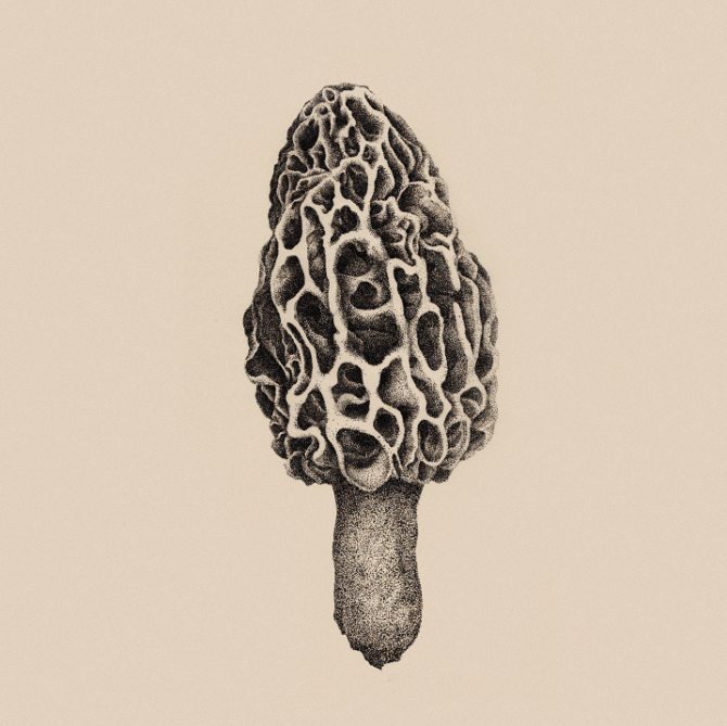 Morel Mushroom Drawing at GetDrawings Free download