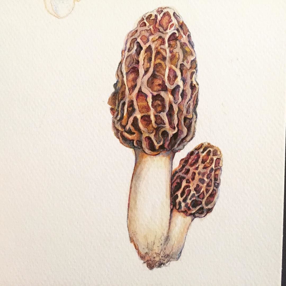 Morel Mushroom Drawing at GetDrawings Free download