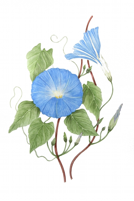 Morning Glory Botanical Drawing at GetDrawings | Free download