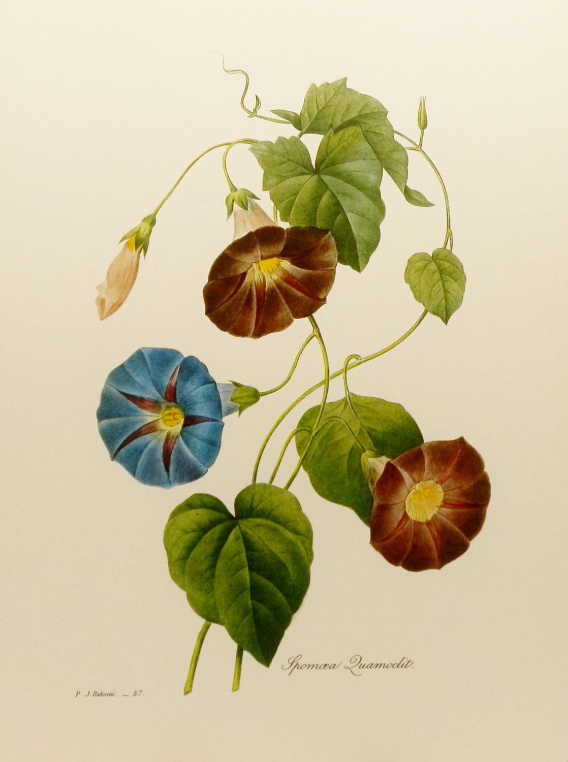 Morning Glory Botanical Drawing at GetDrawings Free download