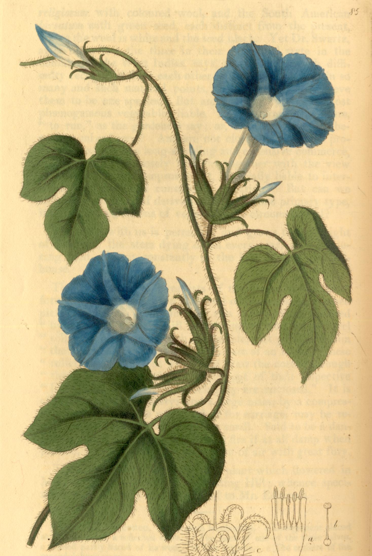 Morning Glory Botanical Drawing at GetDrawings Free download