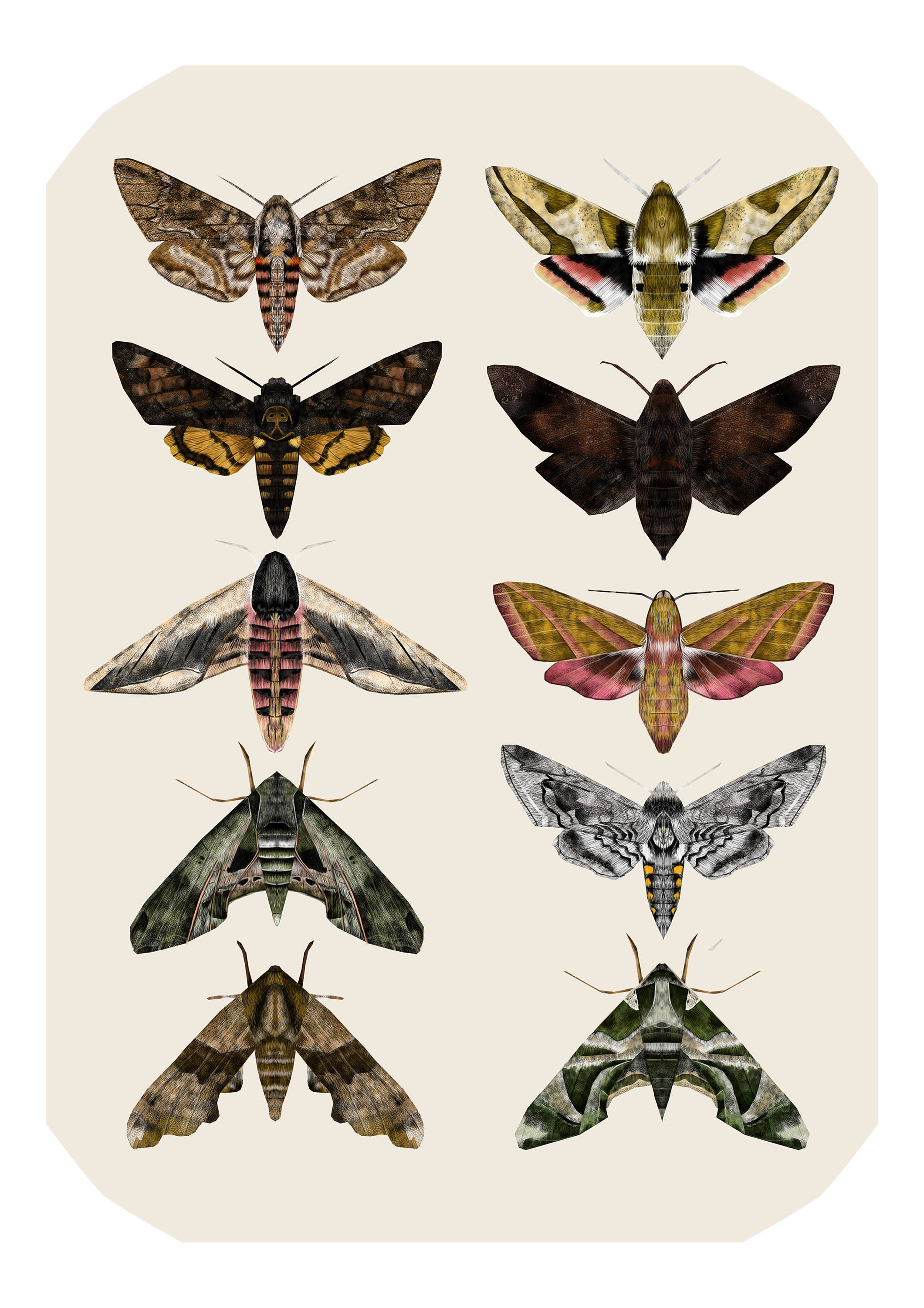 Moth Drawing at GetDrawings Free download