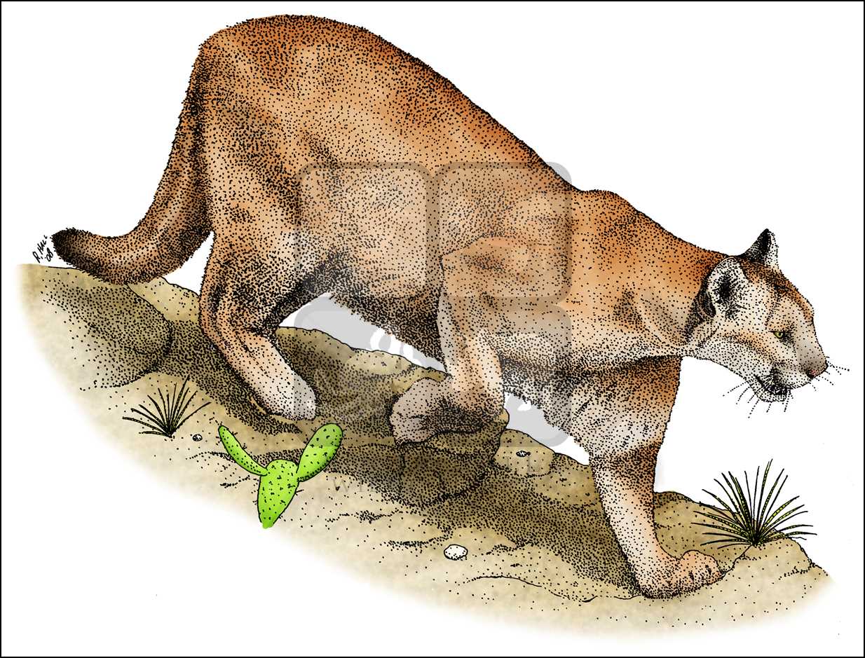 Mountain Lion Drawing at GetDrawings Free download