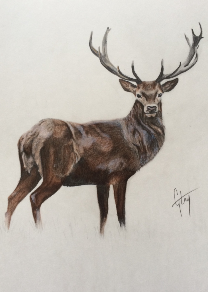 Mule Deer Drawing at GetDrawings Free download