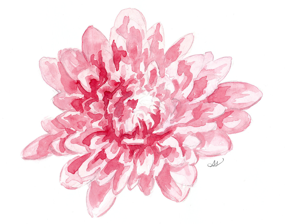 Mum Flower Drawing at GetDrawings Free download