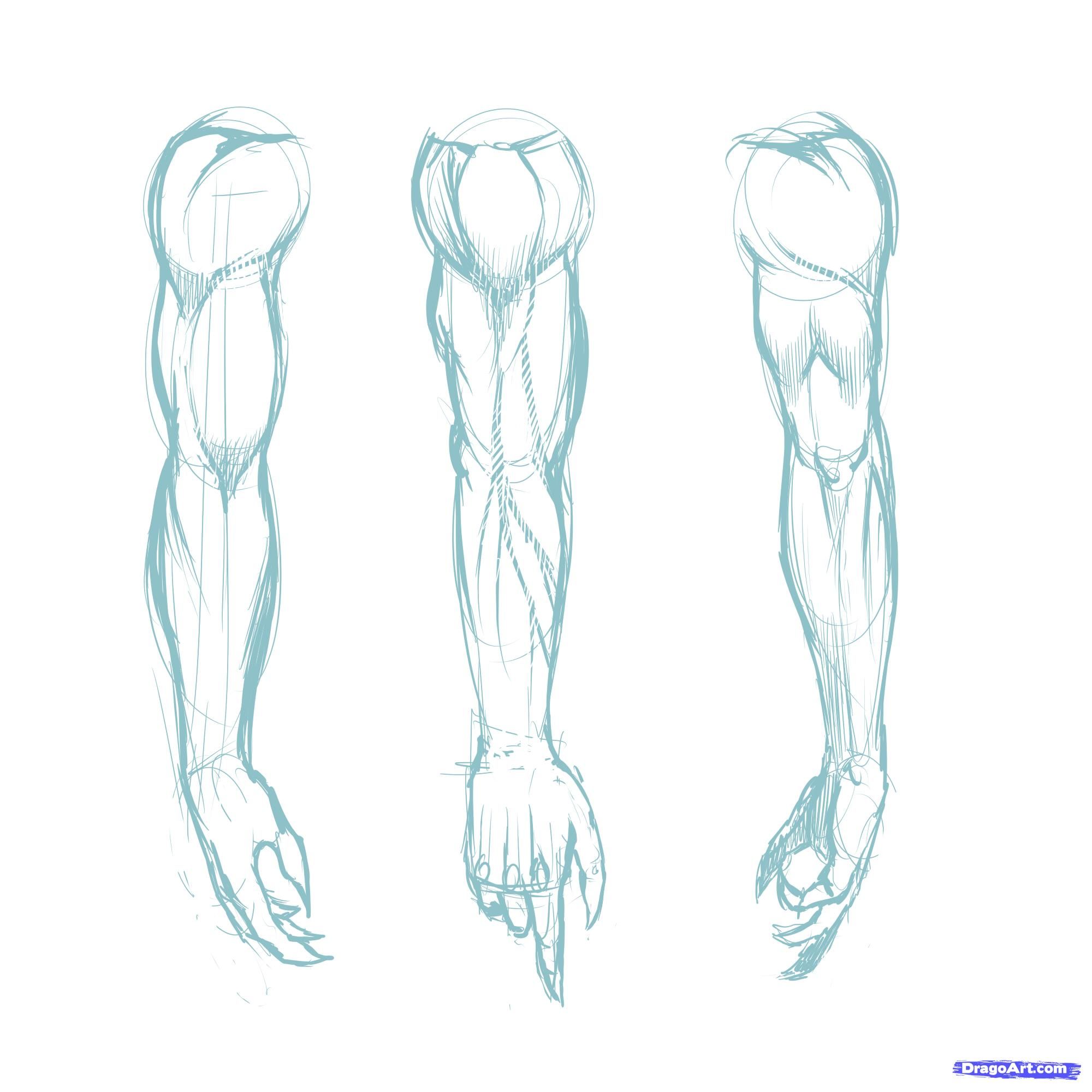 Muscle Arm Drawing at GetDrawings | Free download