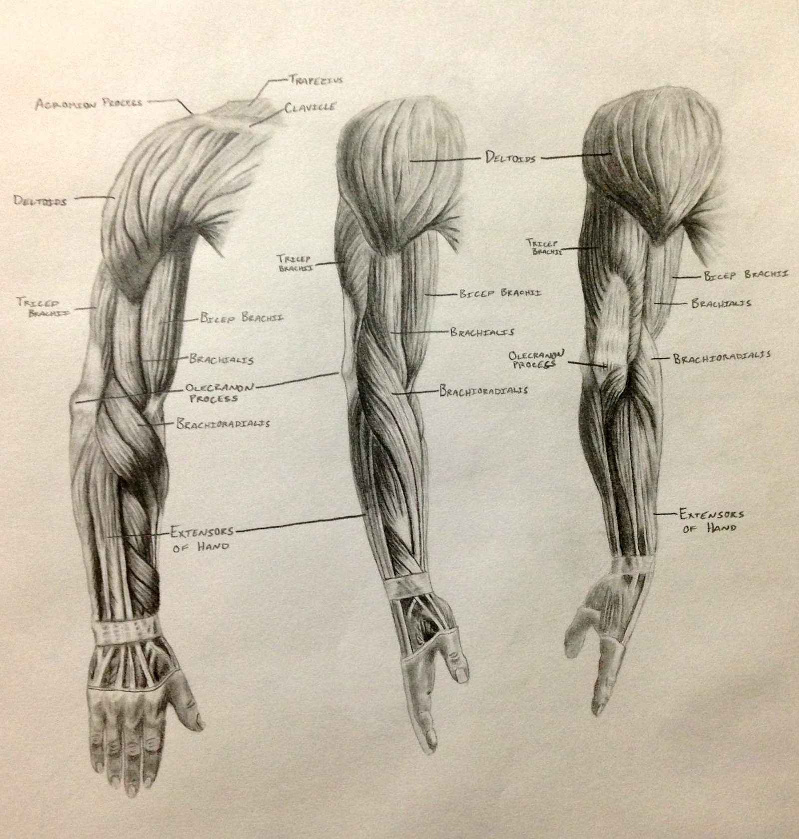 Muscle Arm Drawing at GetDrawings Free download