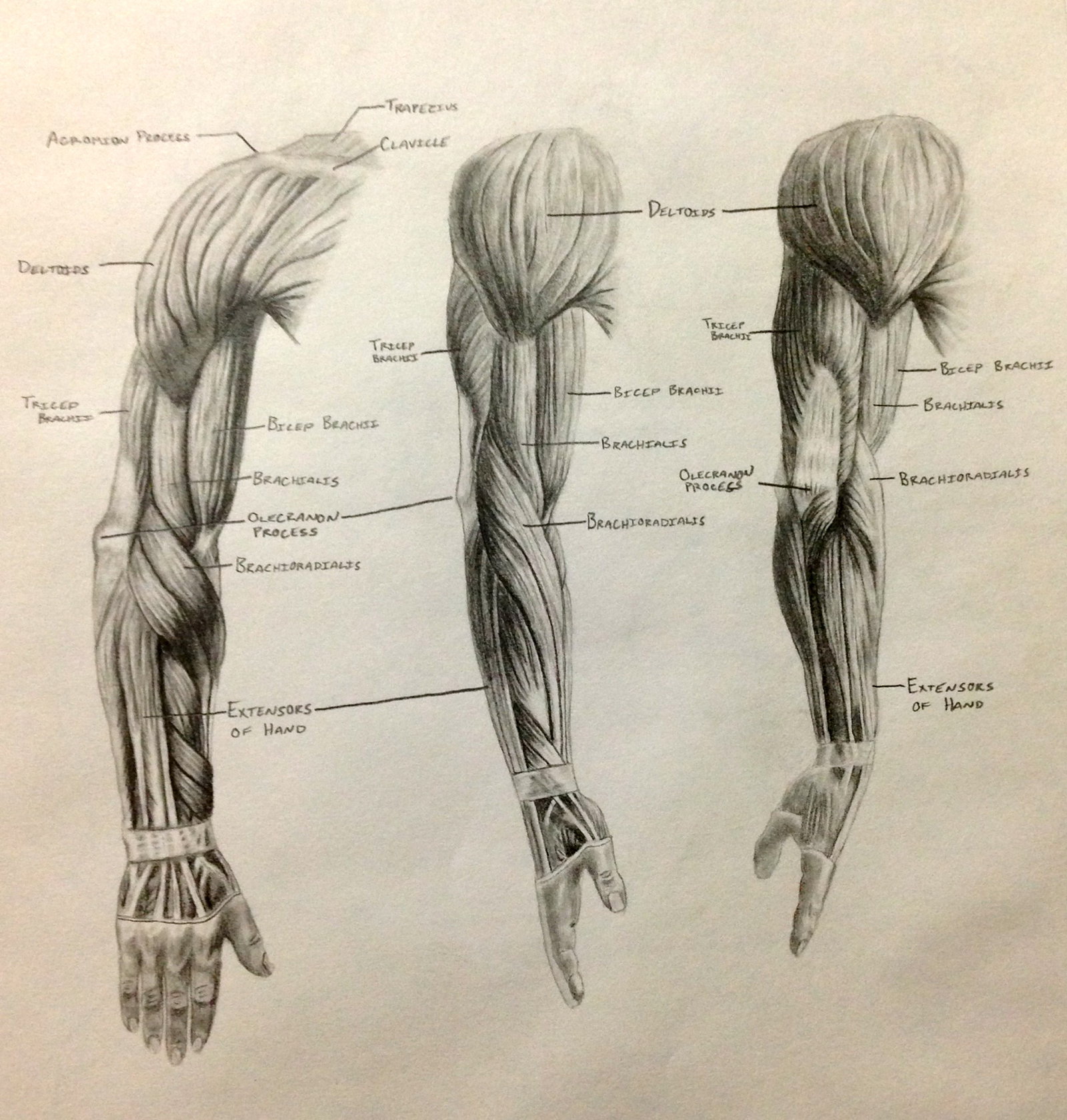 Muscle Arm Drawing At Getdrawings Free Download