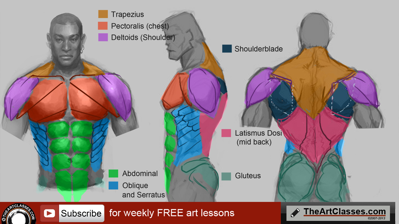 Muscle Body Drawing at GetDrawings | Free download