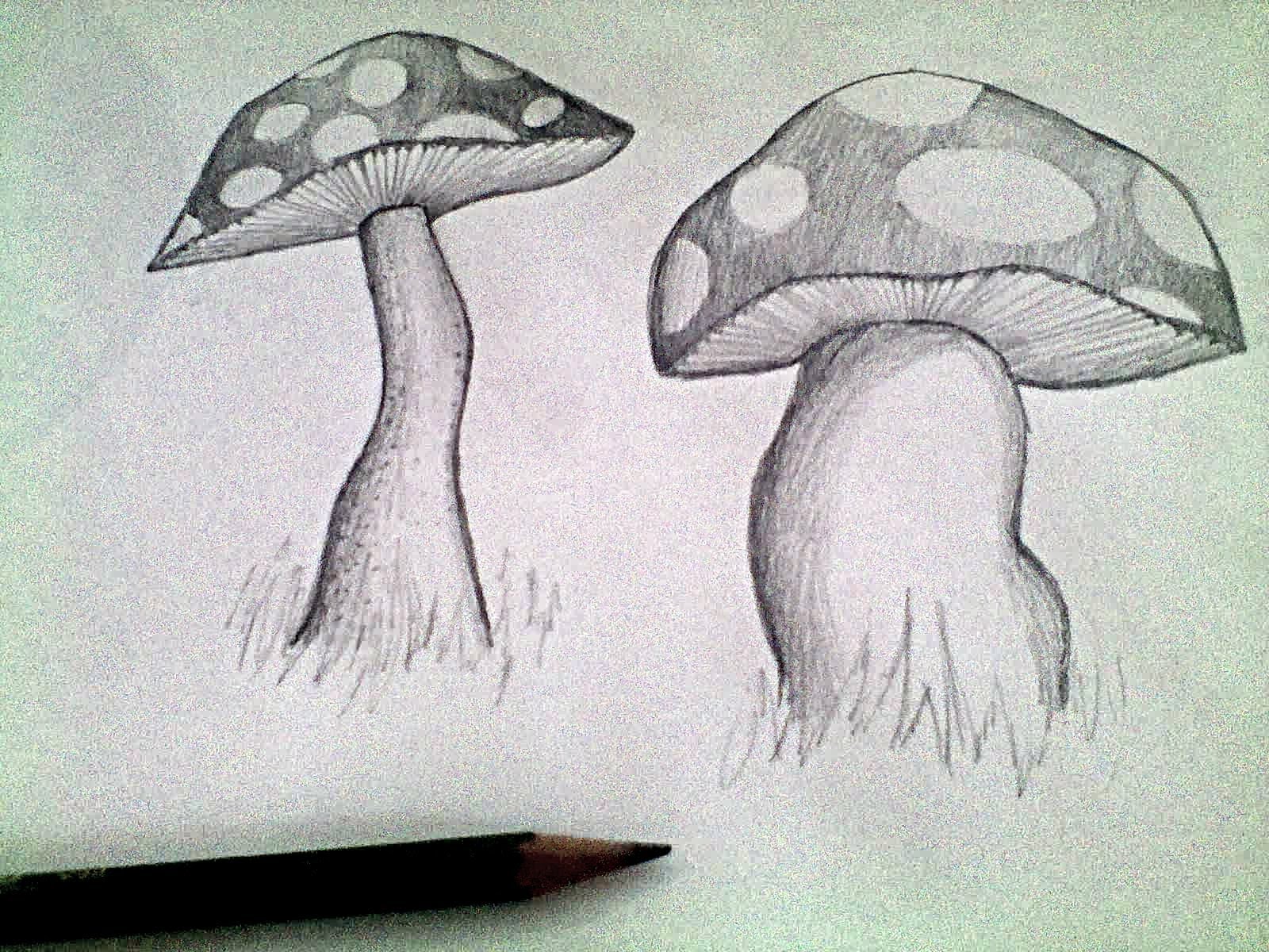 Mushroom Pencil Drawing at GetDrawings Free download