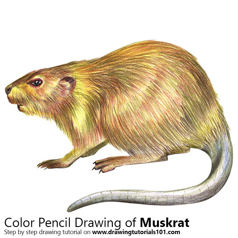 Muskrat Drawing at GetDrawings | Free download