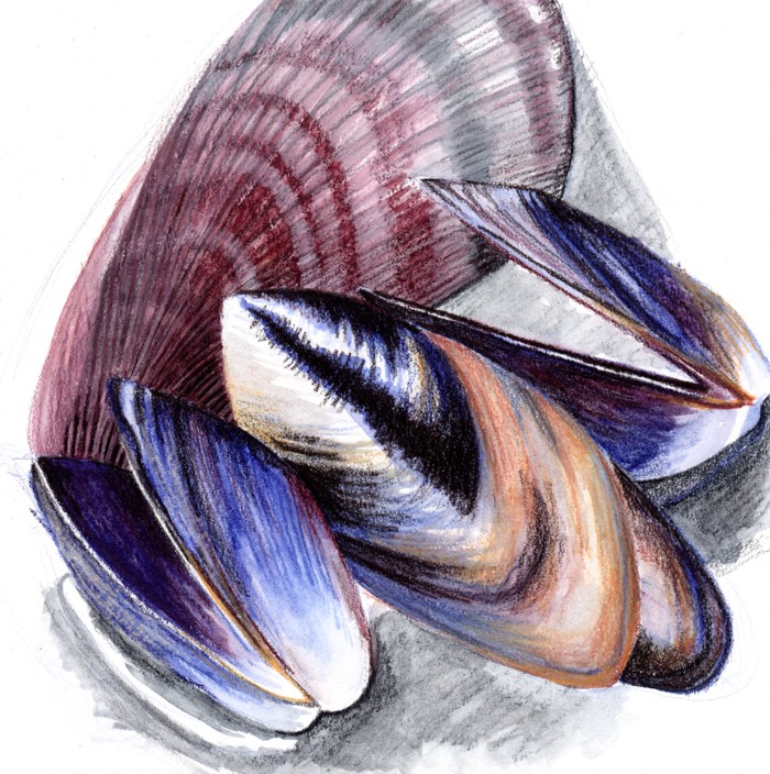 Mussel Drawing at GetDrawings Free download