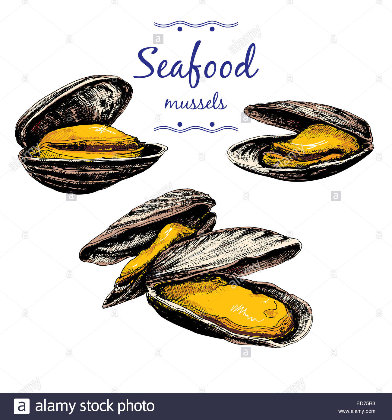 Mussel Drawing at GetDrawings Free download