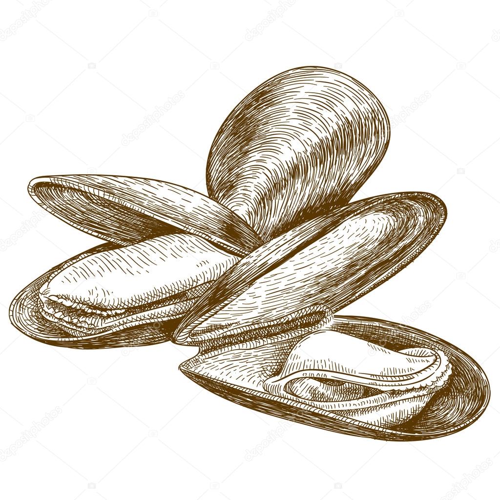 Mussel Drawing at GetDrawings Free download