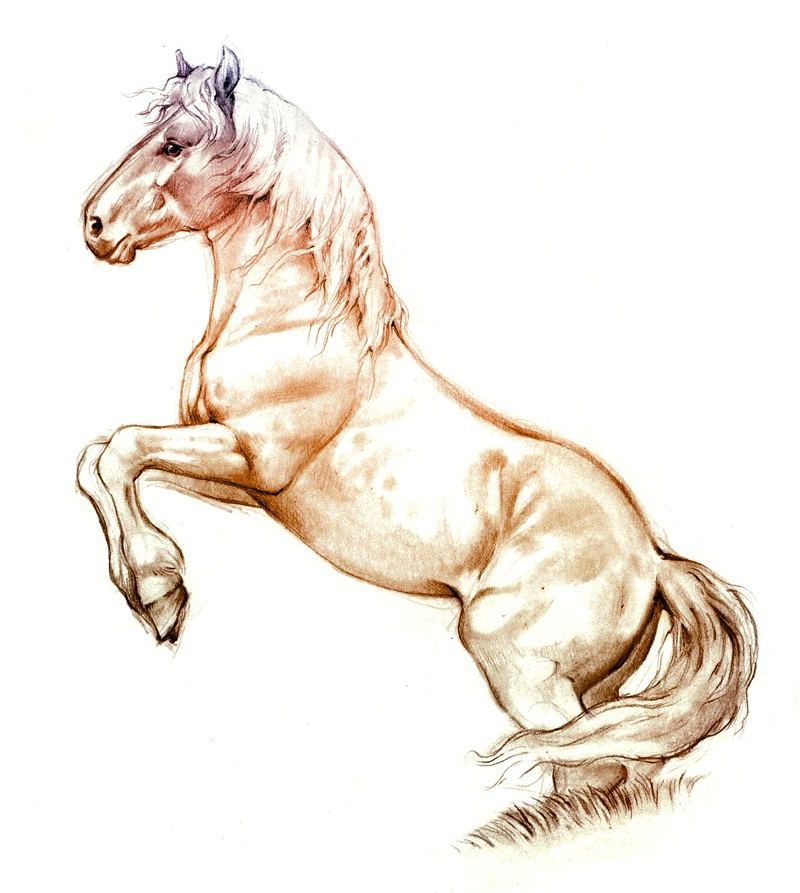 Mustang Horse Drawing at GetDrawings Free download