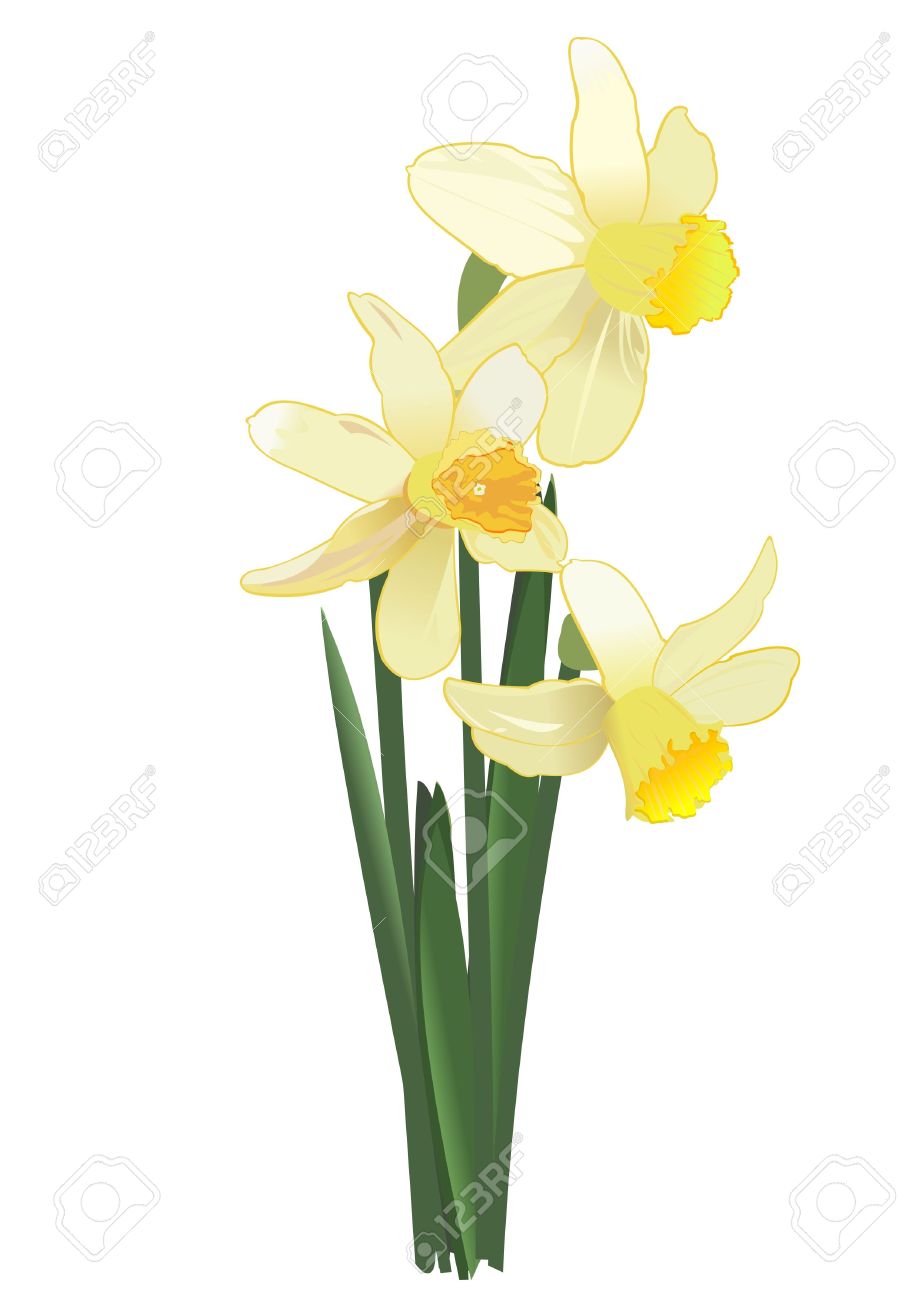 Narcissus Flower Drawing at GetDrawings Free download