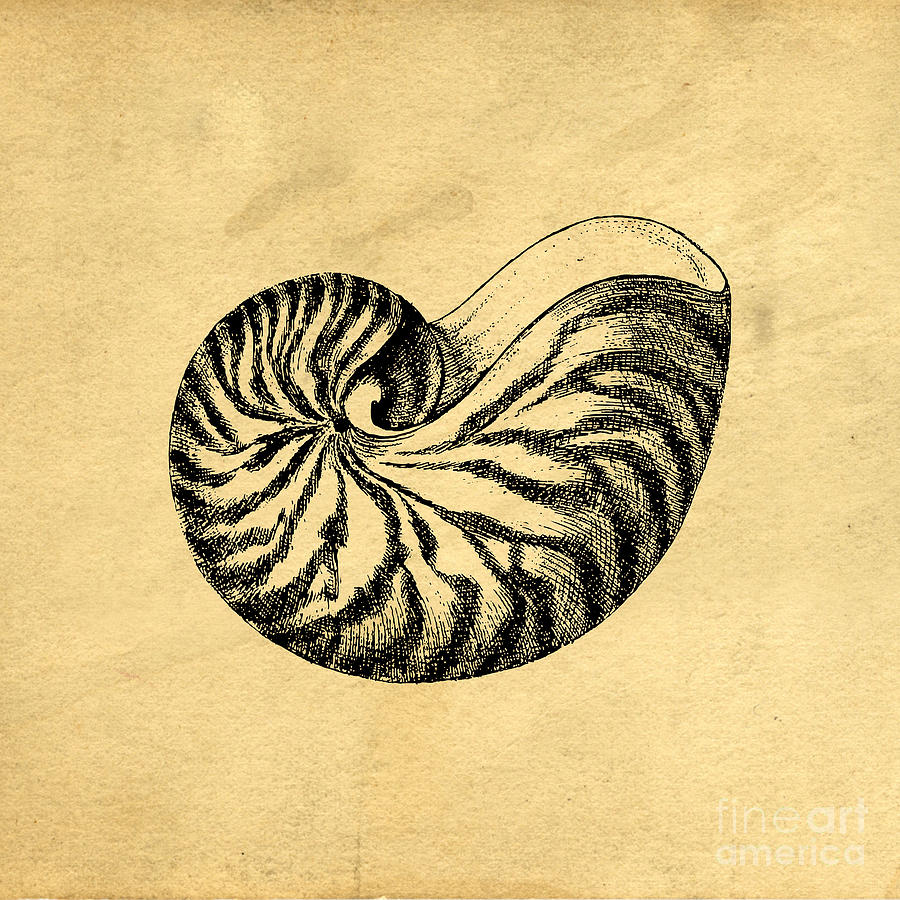 Nautilus Shell Drawing at GetDrawings Free download