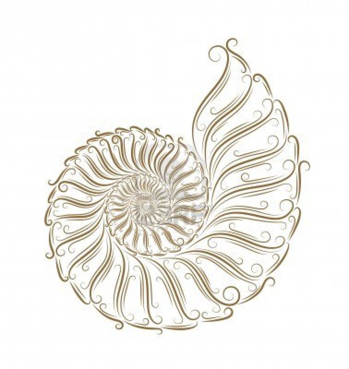 Nautilus Shell Drawing at GetDrawings | Free download