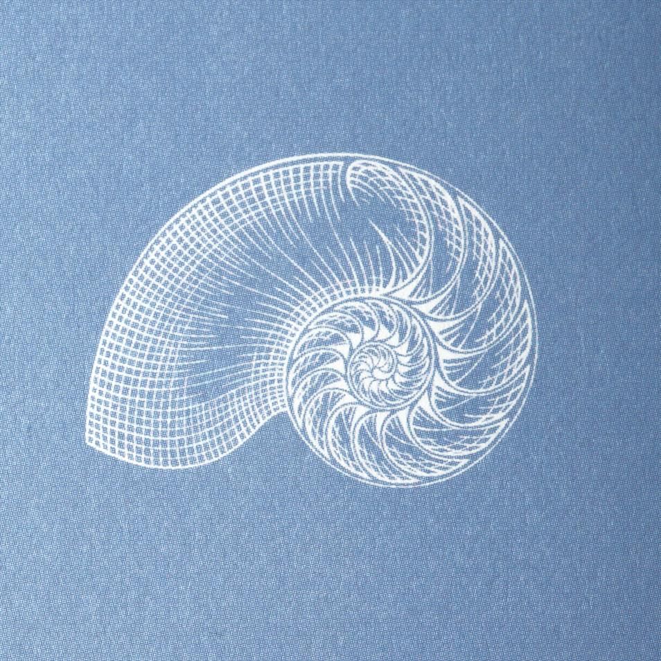 Nautilus Shell Drawing at GetDrawings | Free download