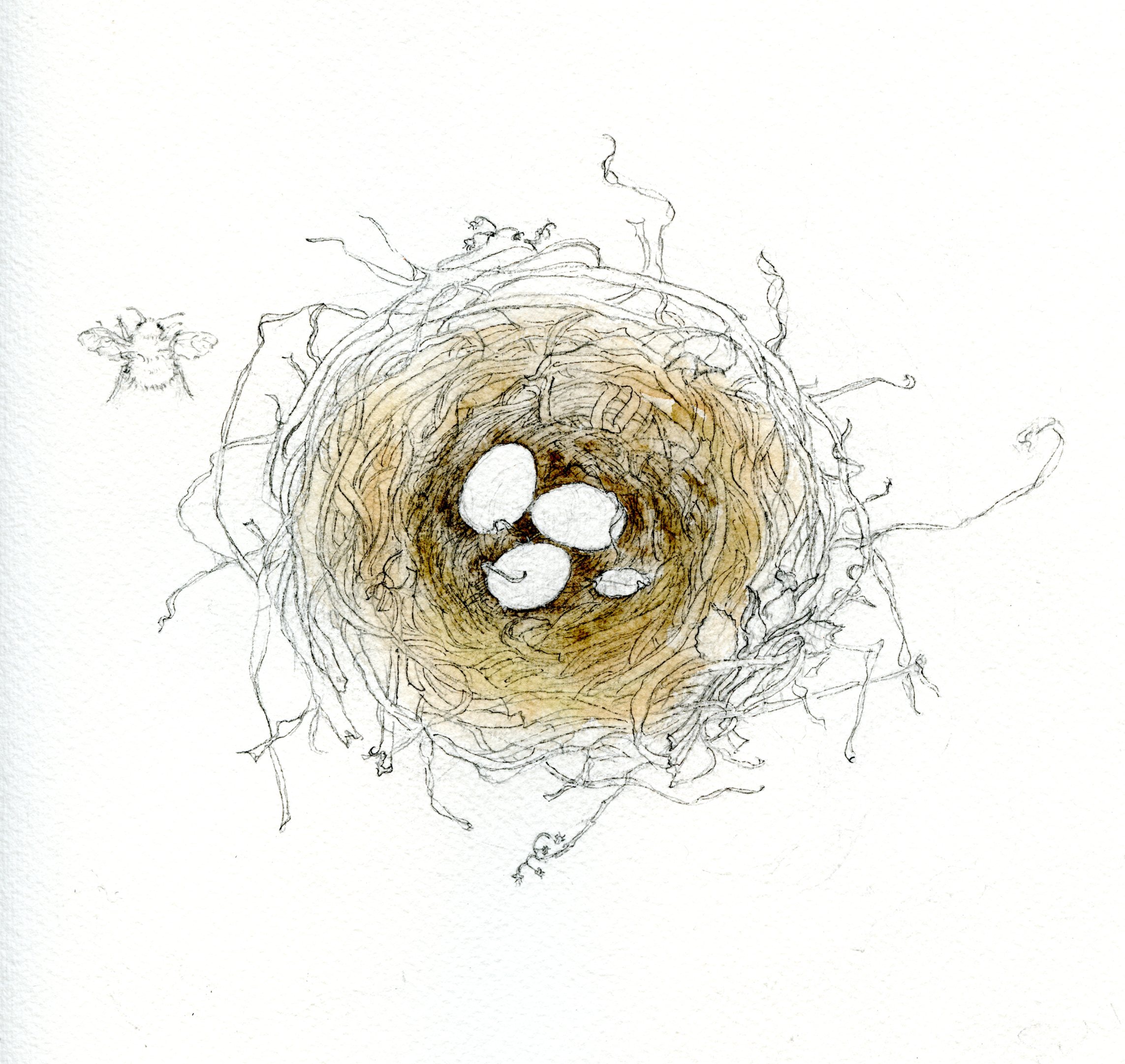 2286x2161 How To Draw A Bird's Nest And Add Color.
