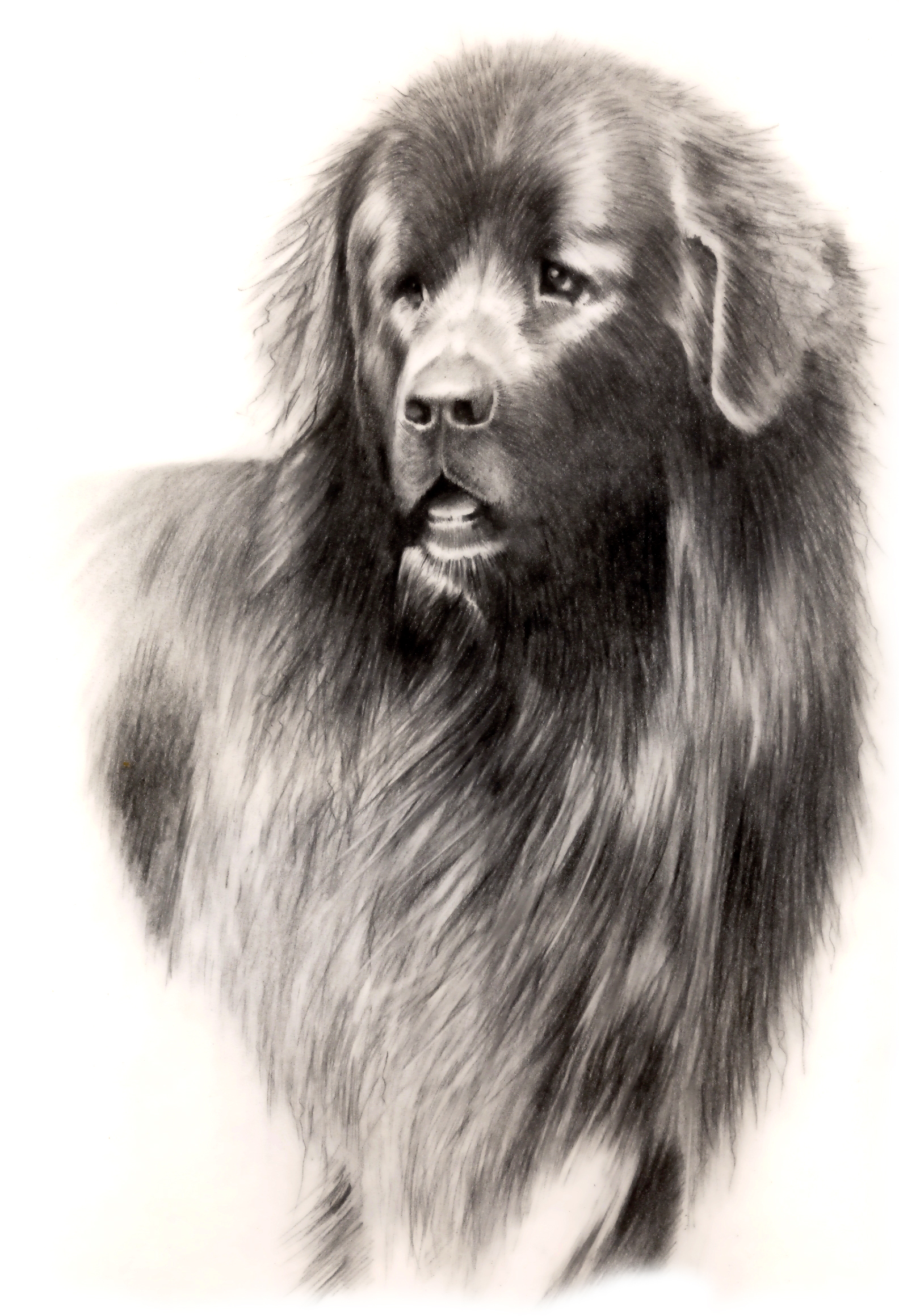 Newfoundland Dog Drawing at GetDrawings Free download
