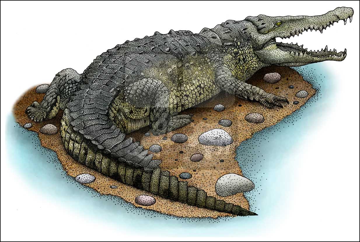 Nile Crocodile Drawing at GetDrawings Free download