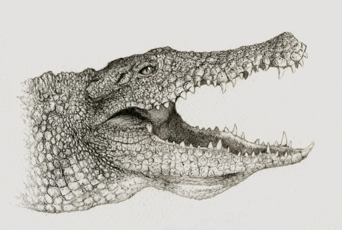 Nile Crocodile Drawing at GetDrawings Free download