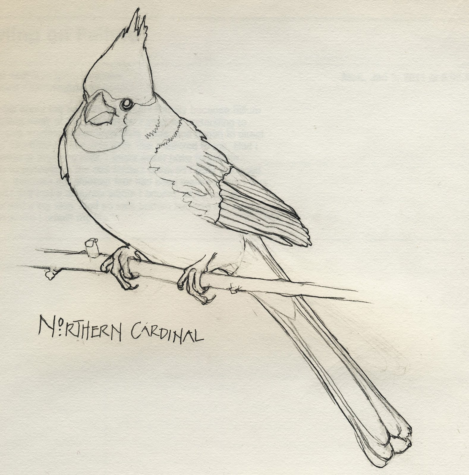 Northern Cardinal Drawing at GetDrawings Free download