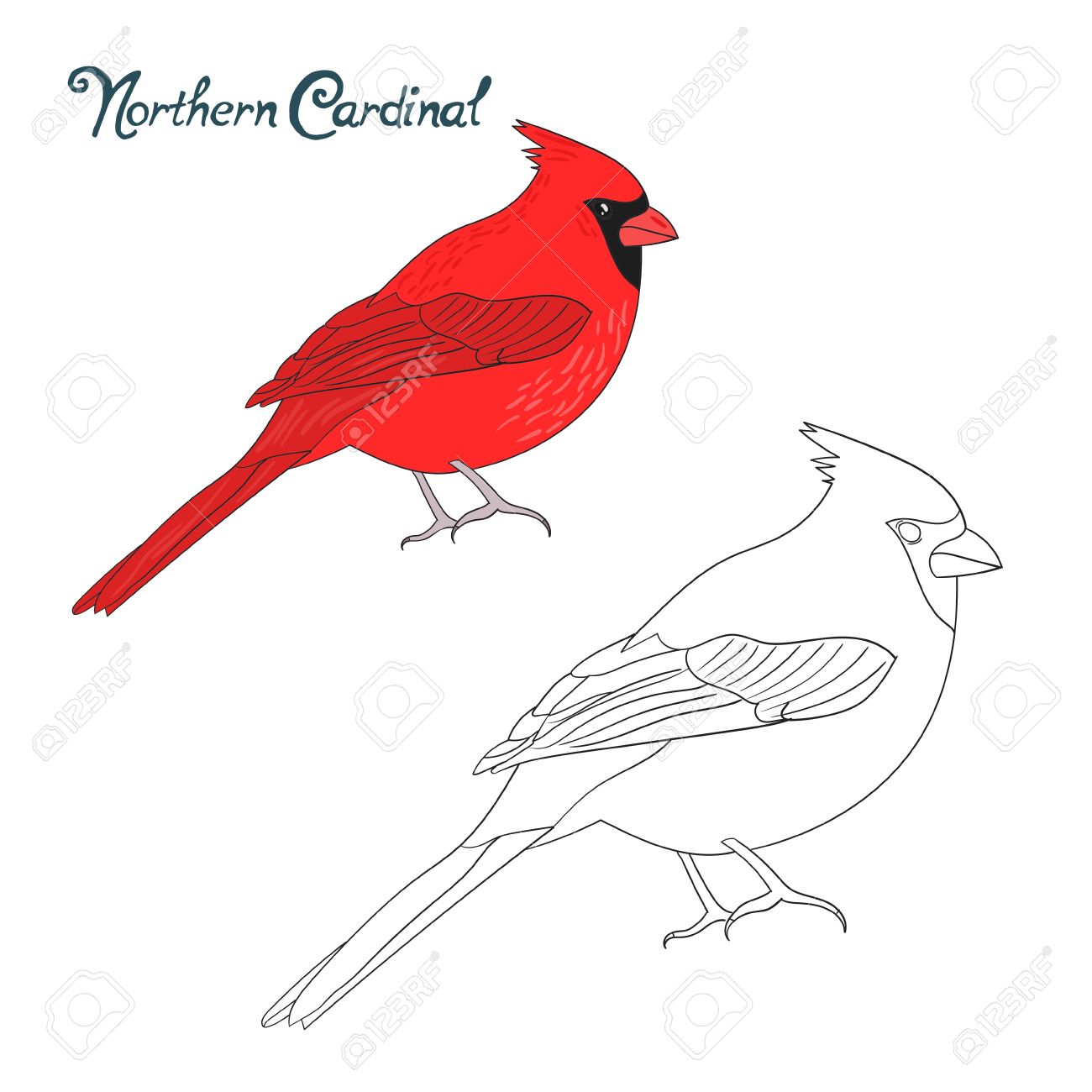 Northern Cardinal Drawing at GetDrawings Free download