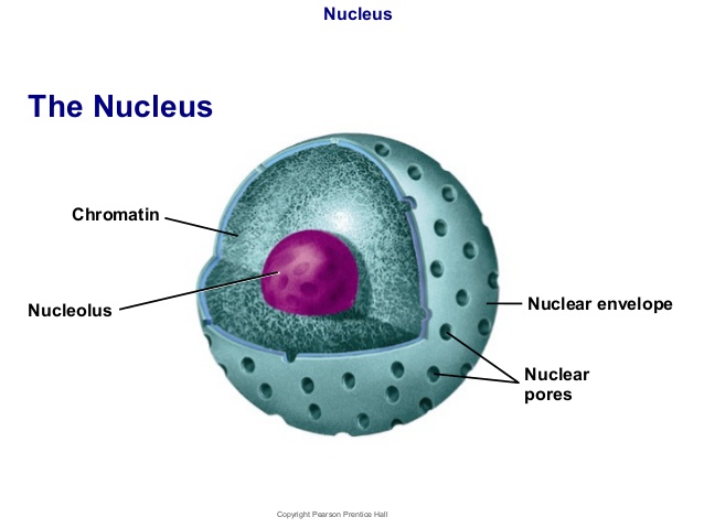 Nucleus Drawing at GetDrawings | Free download