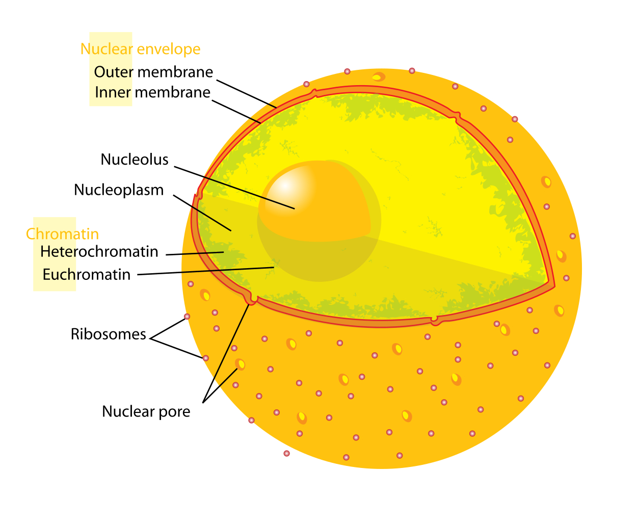 Nucleus Drawing at GetDrawings | Free download