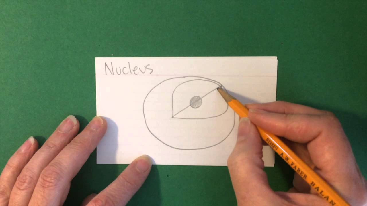 Nucleus Drawing at GetDrawings | Free download