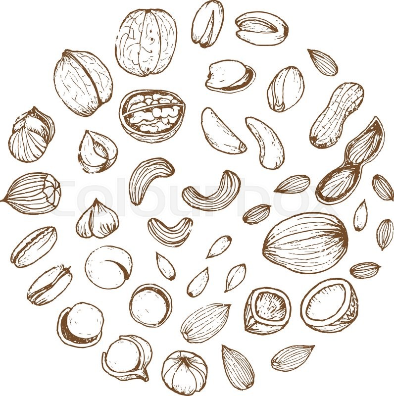 Nuts Drawing at GetDrawings | Free download