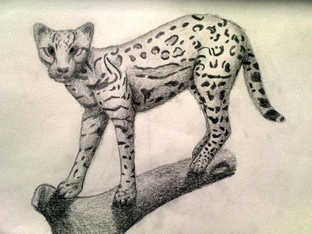 Ocelot Drawing at GetDrawings | Free download