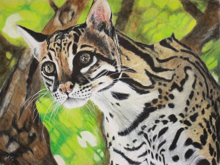 Ocelot Drawing at GetDrawings | Free download