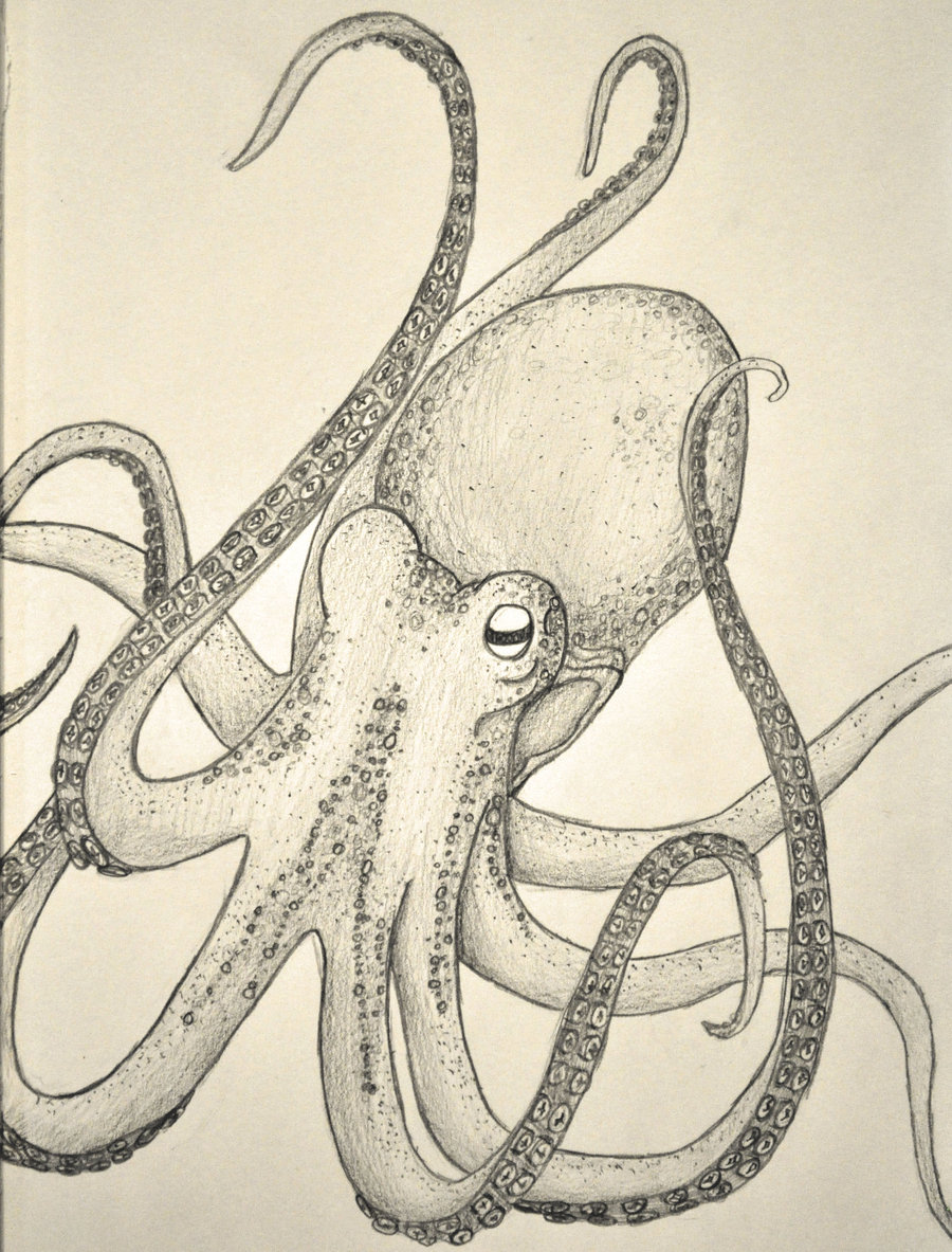 Octopus Pencil Drawing at GetDrawings Free download