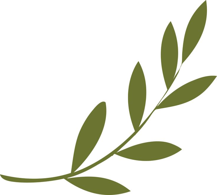 Olive Leaf Drawing at GetDrawings | Free download