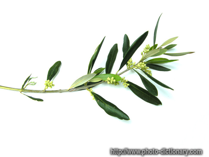 Olive Leaf Drawing at GetDrawings | Free download