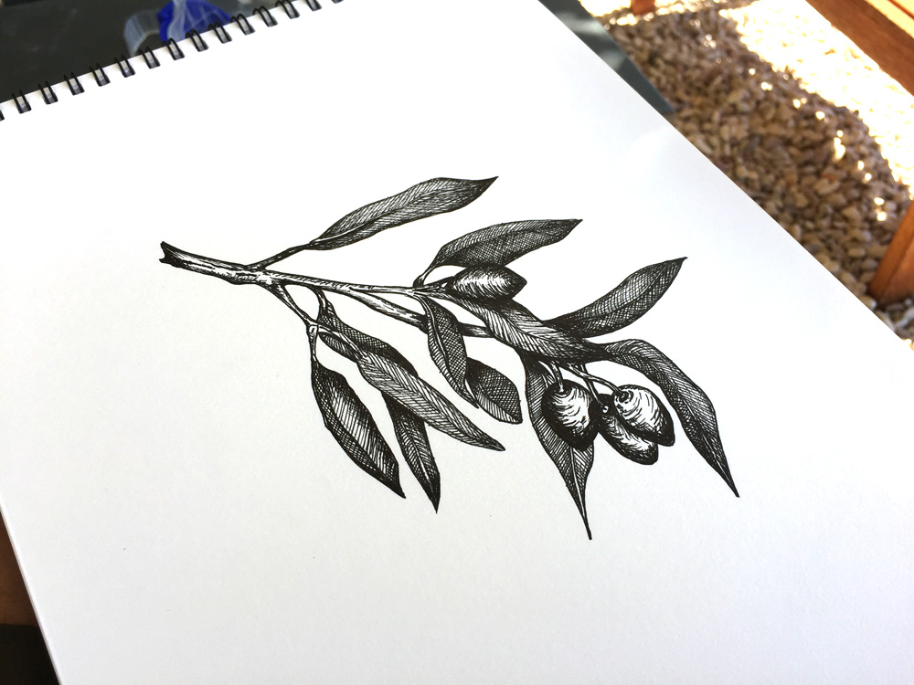 Olive Tree Drawing at GetDrawings | Free download