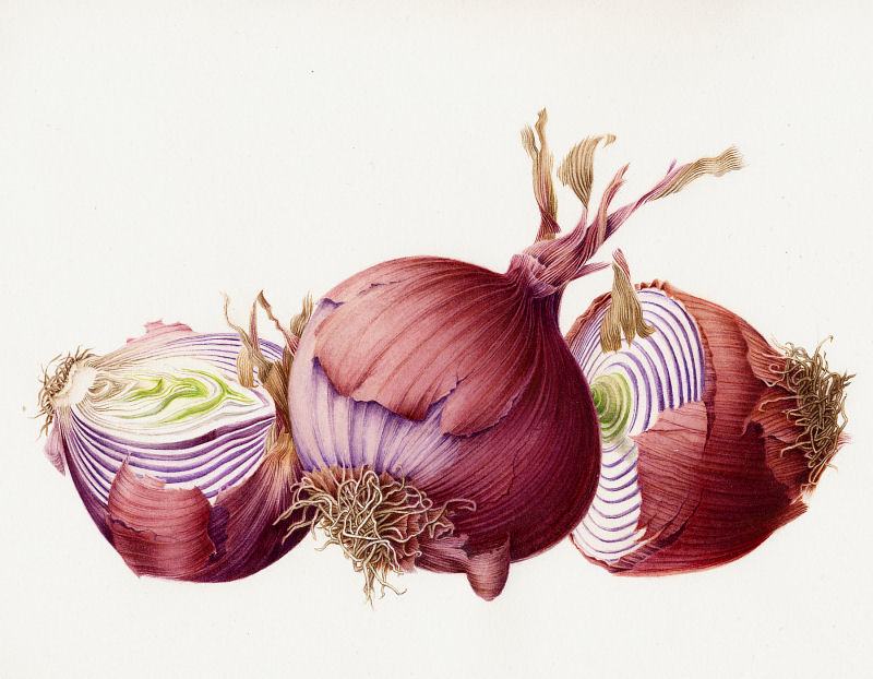 Onion Drawing at GetDrawings Free download