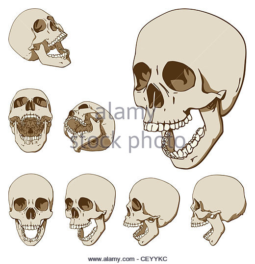 Open Mouth Skull Drawing at GetDrawings Free download