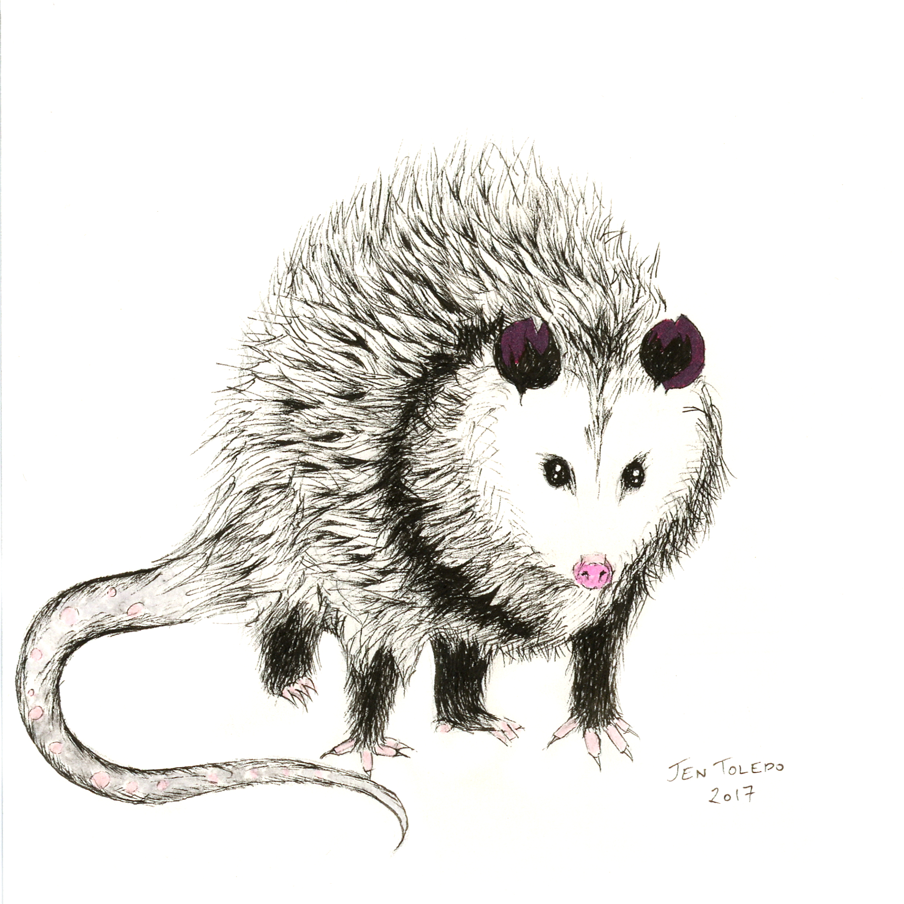 Opossum Drawing at GetDrawings Free download