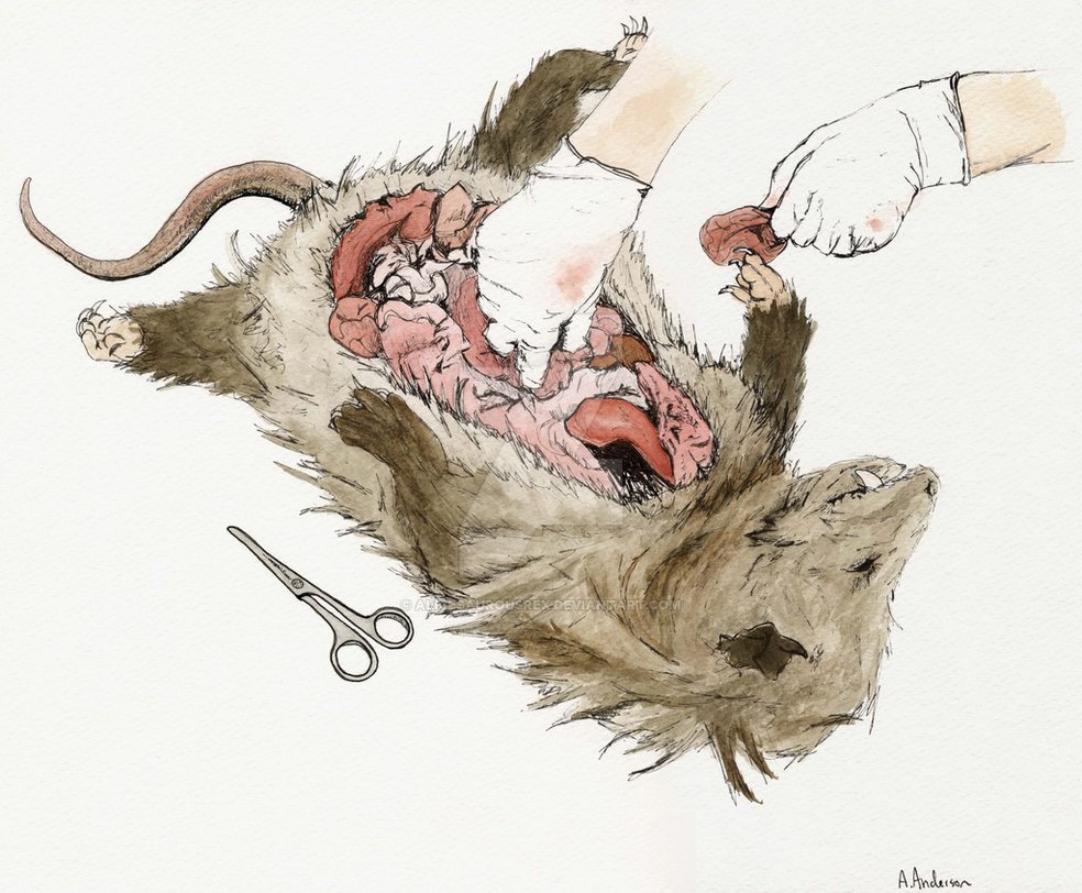 Opossum Drawing at GetDrawings | Free download