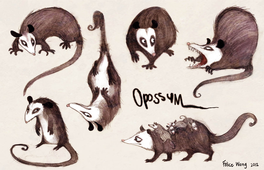 Opossum Drawing at GetDrawings | Free download