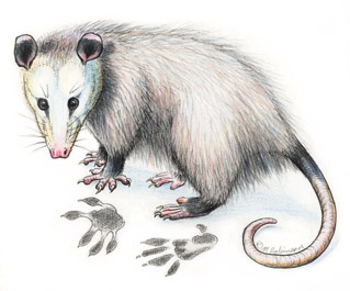 Opossum Drawing at GetDrawings | Free download