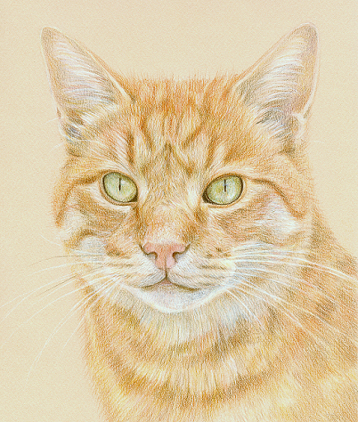 Orange Tabby Cat Drawing at GetDrawings | Free download
