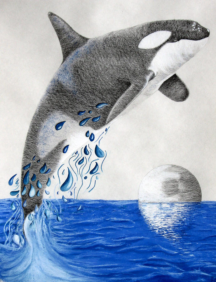 Orca Drawing at GetDrawings Free download